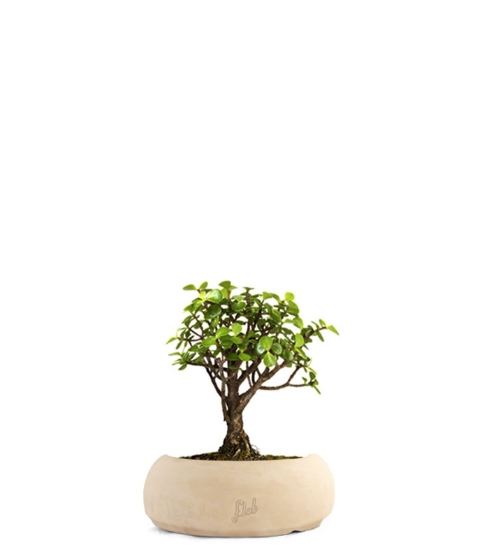 Portulacaria S Bonsai
