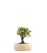 Portulacaria S Bonsai