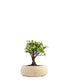 Portulacaria S Bonsai