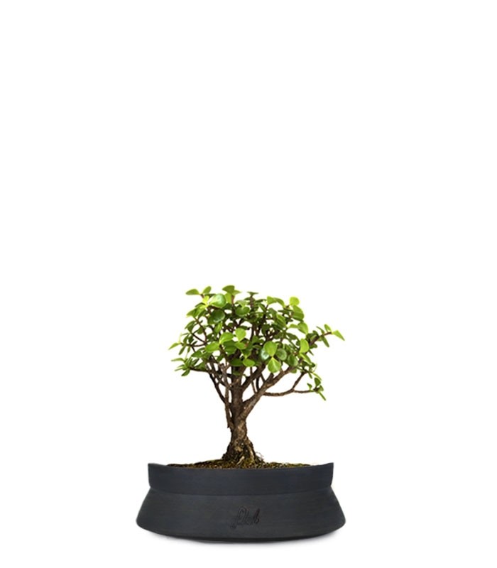 Portulacaria S Bonsai