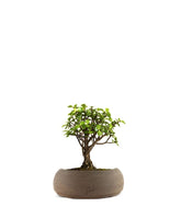 Portulacaria S Bonsai