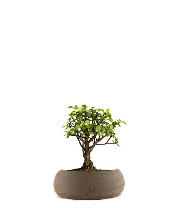 Portulacaria S Bonsai