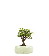 Portulacaria S Bonsai
