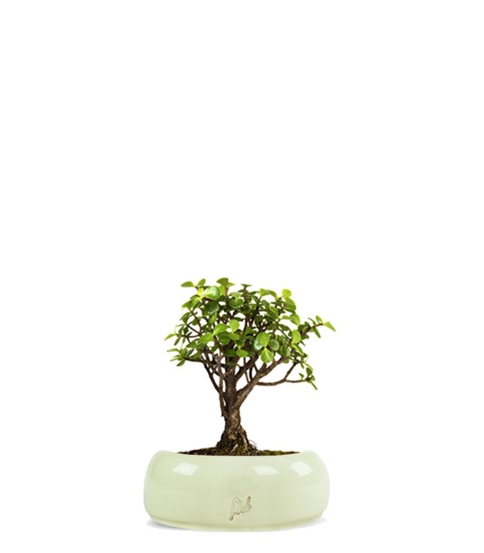 Portulacaria S Bonsai