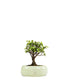 Portulacaria S Bonsai