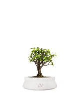 Portulacaria S Bonsai