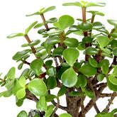 Portulacaria S Bonsai