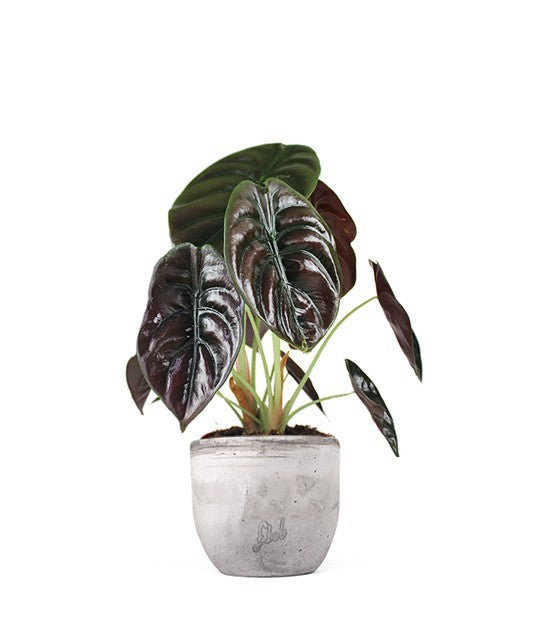 Alocasia Red Secret