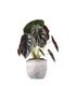 Alocasia Red Secret