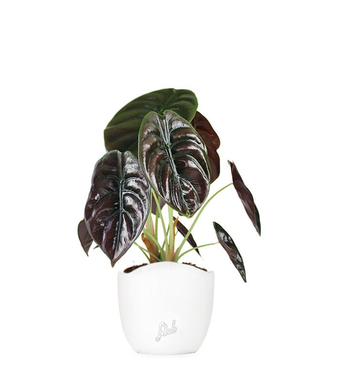 Alocasia Red Secret