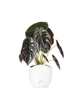 Alocasia Red Secret