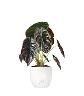 Alocasia Red Secret