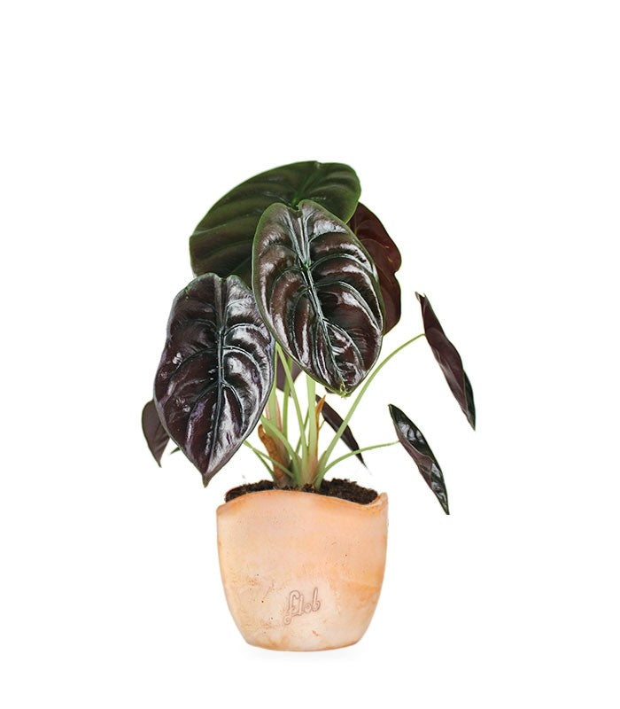 Alocasia Red Secret