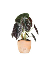 Alocasia Red Secret