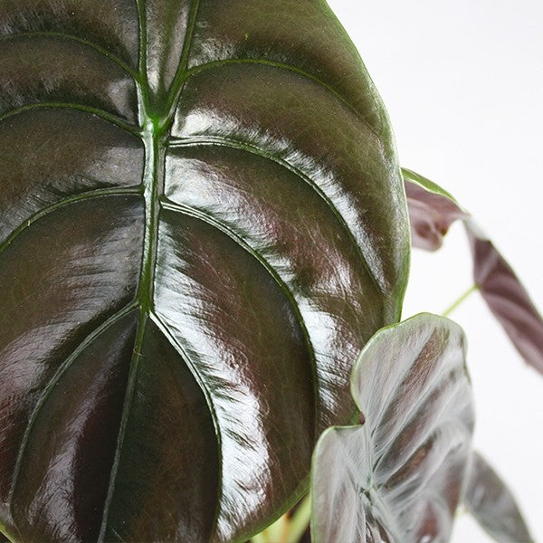 Alocasia Red Secret