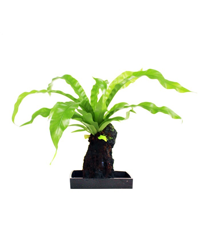 Asplenium su roccia lavica
