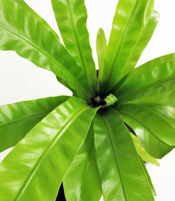 Asplenium su roccia lavica