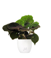 Begonia Masoniana 