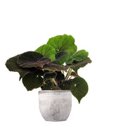 Begonia Masoniana 
