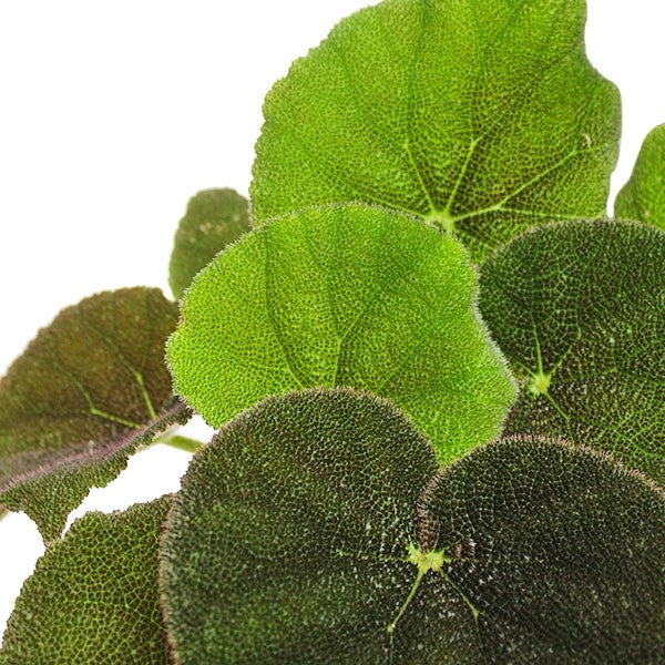 Begonia Masoniana 