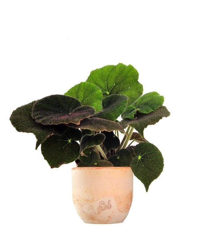 Begonia Masoniana 