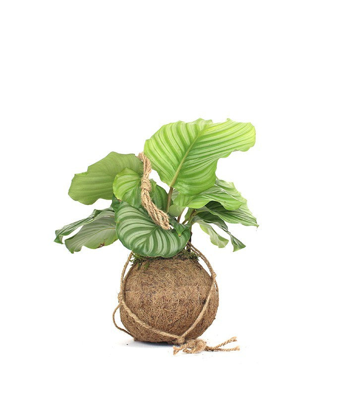 Calathea orbifolia in fibra di cocco