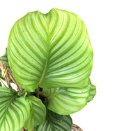 Calathea orbifolia in fibra di cocco