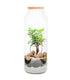 Ficus Ginseng in vetro