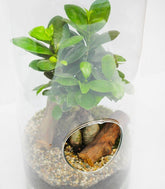 Ficus Ginseng in vetro