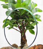 Ficus Ginseng in vetro