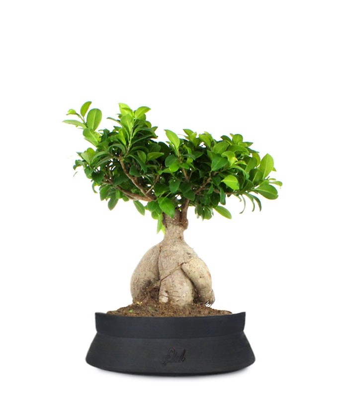 Ficus Ginseng L