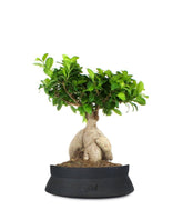 Ficus Ginseng L