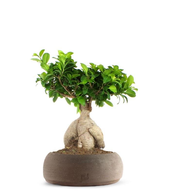 Ficus Ginseng L