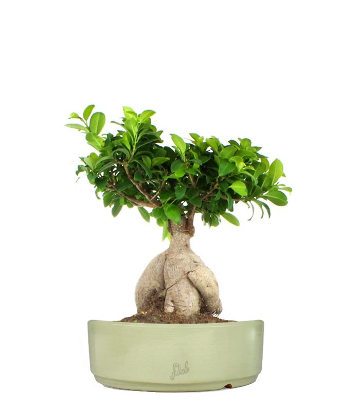 Ficus Ginseng L