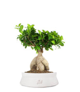 Ficus Ginseng L