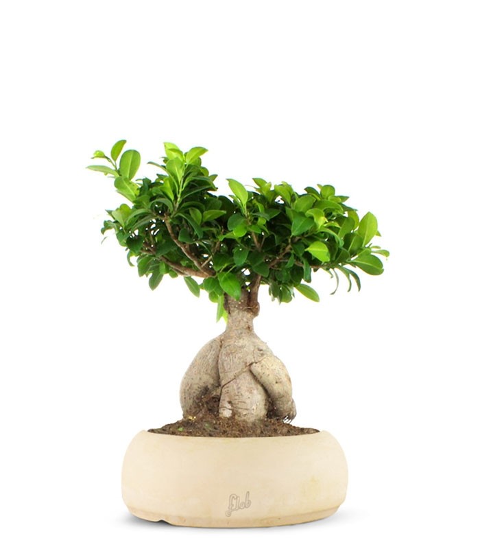 Ficus Ginseng L