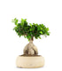 Ficus Ginseng L