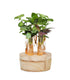 Mix piante verdi in idroponica con led 