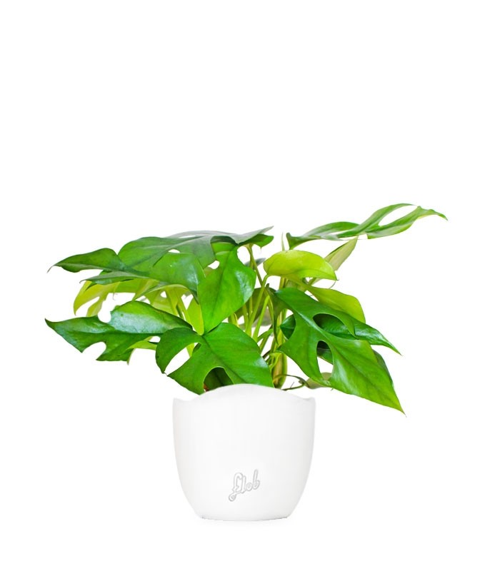 Monstera Minima