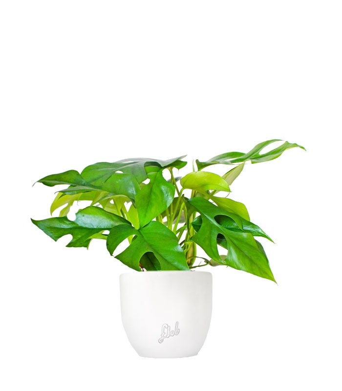 Monstera Minima