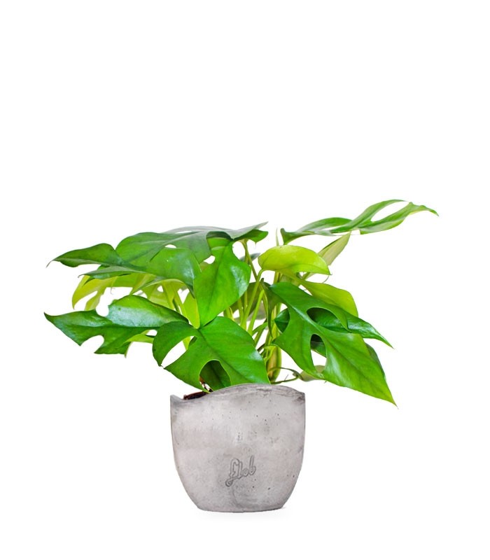 Monstera Minima
