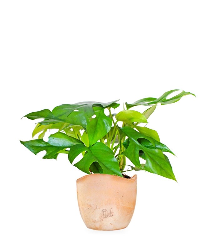 Monstera Minima