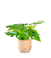 Monstera Minima