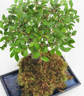 Olmo zelkova in kokedama
