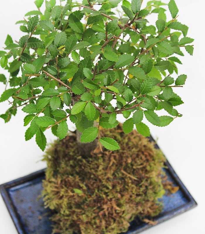 Olmo zelkova in kokedama