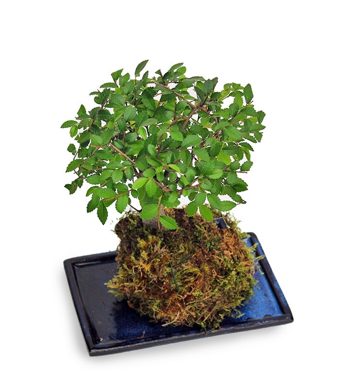 Olmo zelkova in kokedama