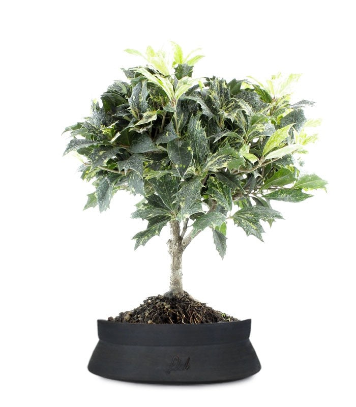 Osmanthus