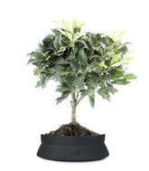 Osmanthus