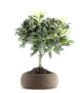 Osmanthus