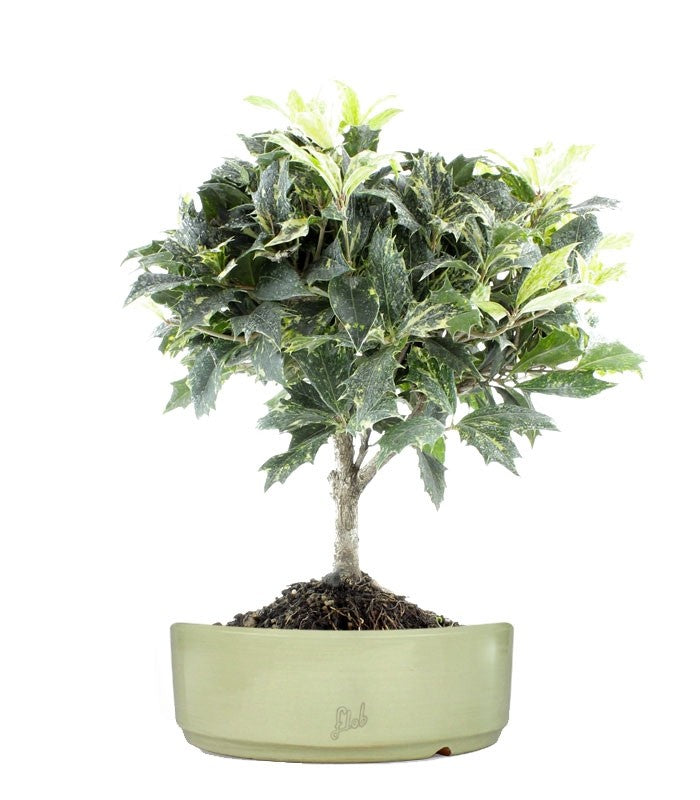 Osmanthus